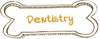 Dentistry Vet Service