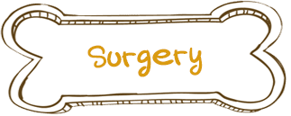 Surgery Vet Service