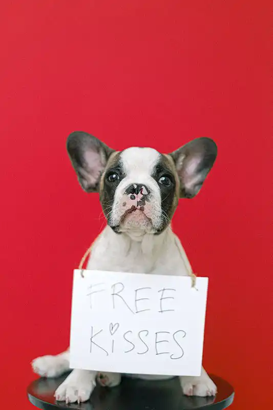Free Kisses sign on a white and brown dog