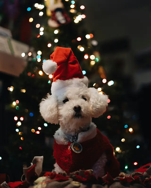 White fluffy dog sitting in front of a Christmas tree.