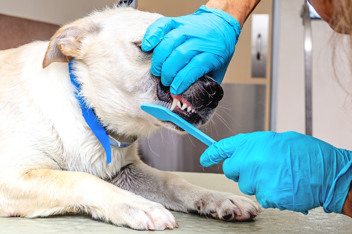 importance-of-regular-dental-cleanings-for-your-pet