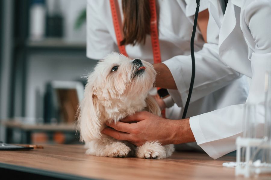 Pet Wellness Checklist