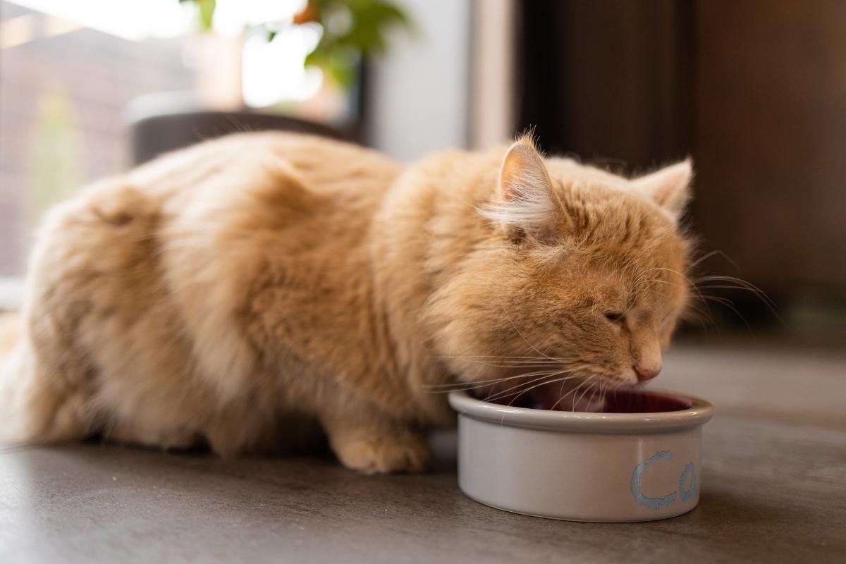 Best Foods for Senior Cats: Nutrition Tips for a Healthier Life