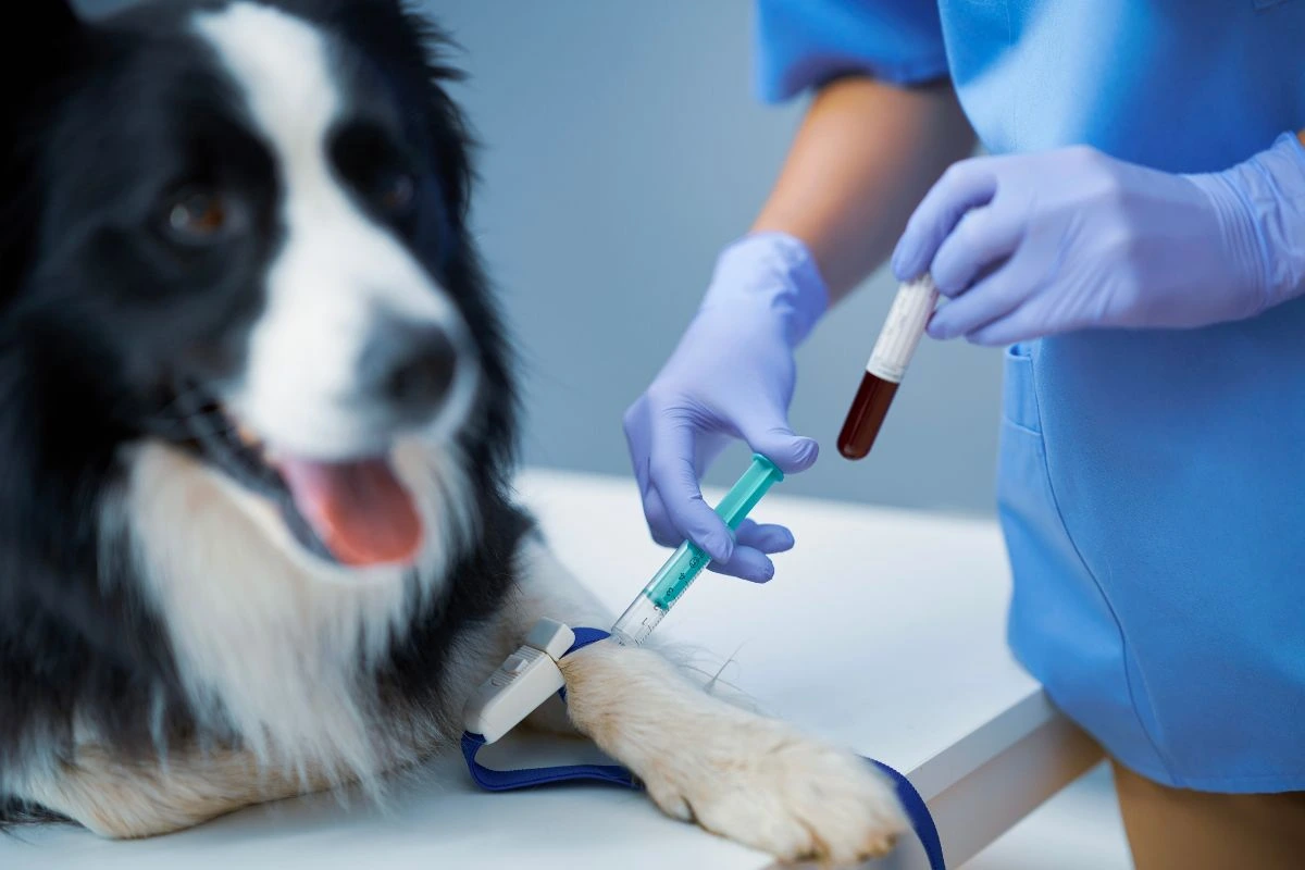 Why Routine Blood Tests Are Essential for Senior Dog Health