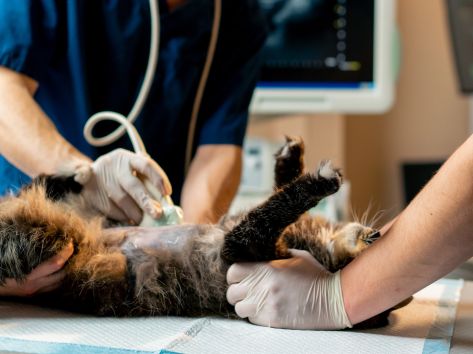 importance-of-diagnostic-care-for-your-pets-health
