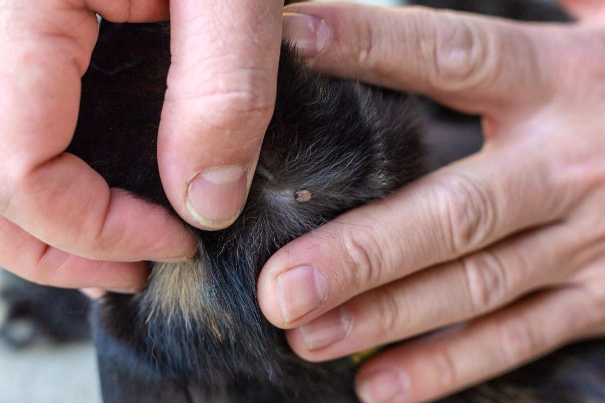 Stings and Bites in Pets: What Every Owner Should Know