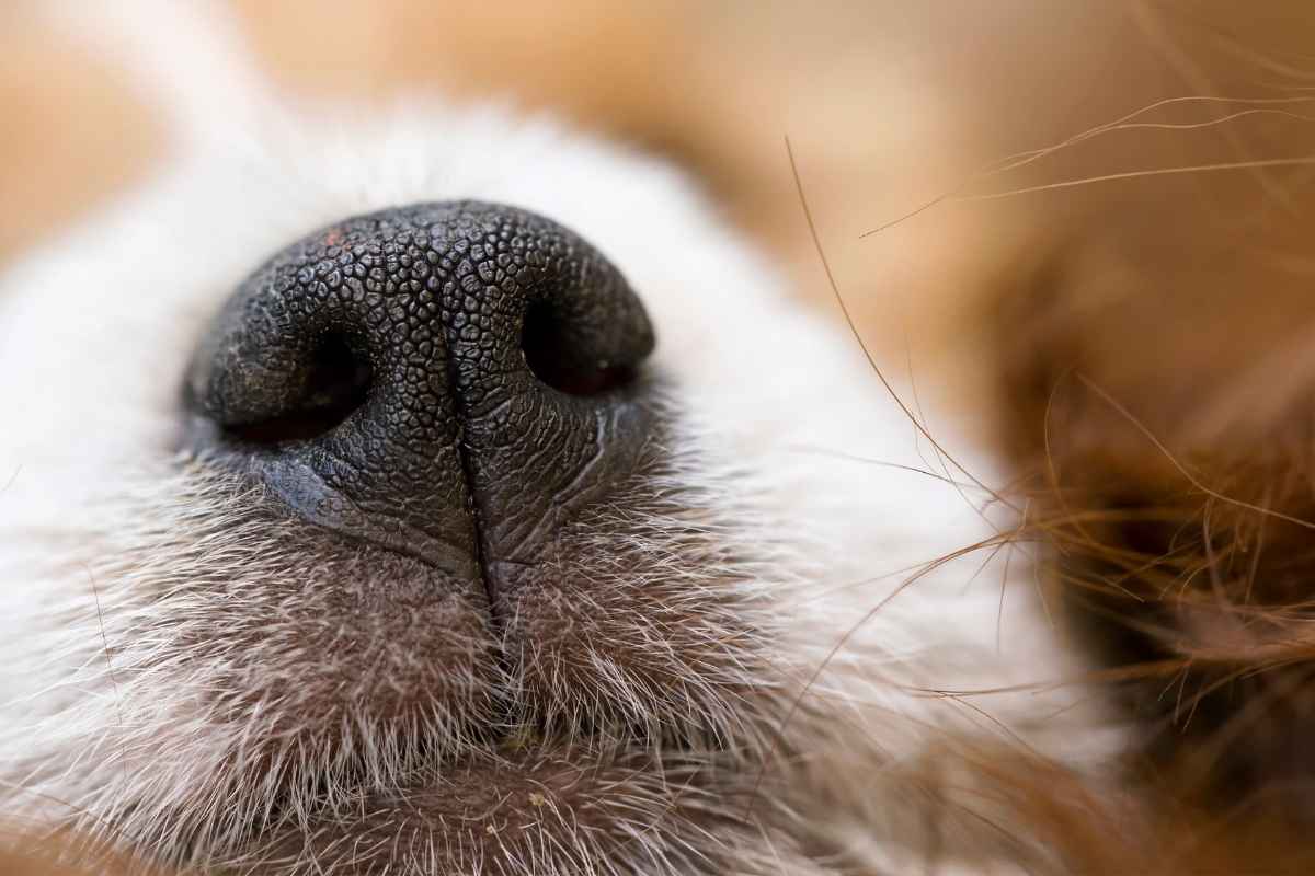 Dry and Cracked Dog Nose