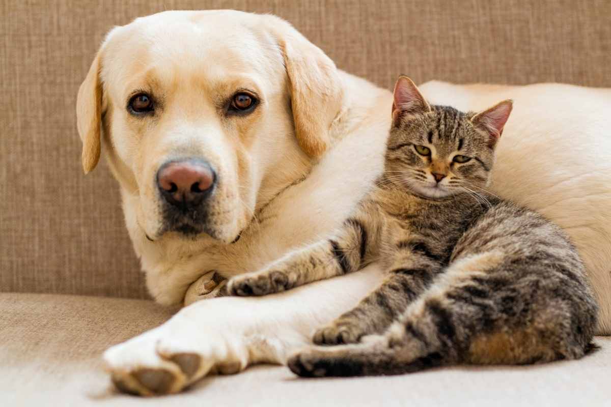 How Local Veterinarians Help Keep Pets Healthy Year-Round