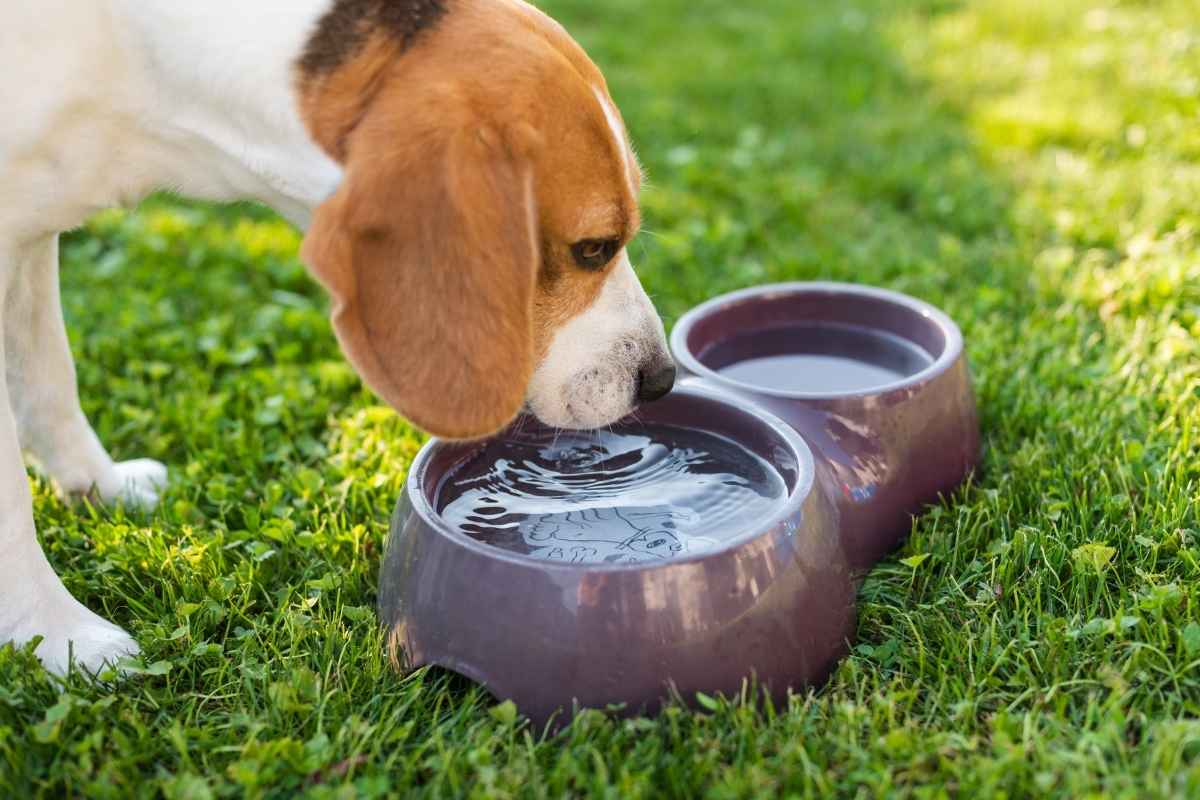 Summer Pet Dehydration: What Rialto Pet Owners Need to Know