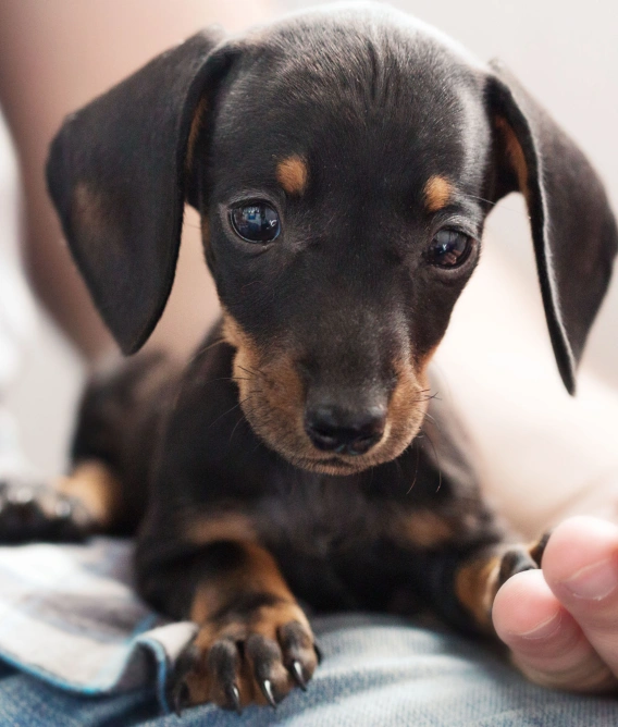 Small black and tan puppy resting while a person gently holds its front paw.
