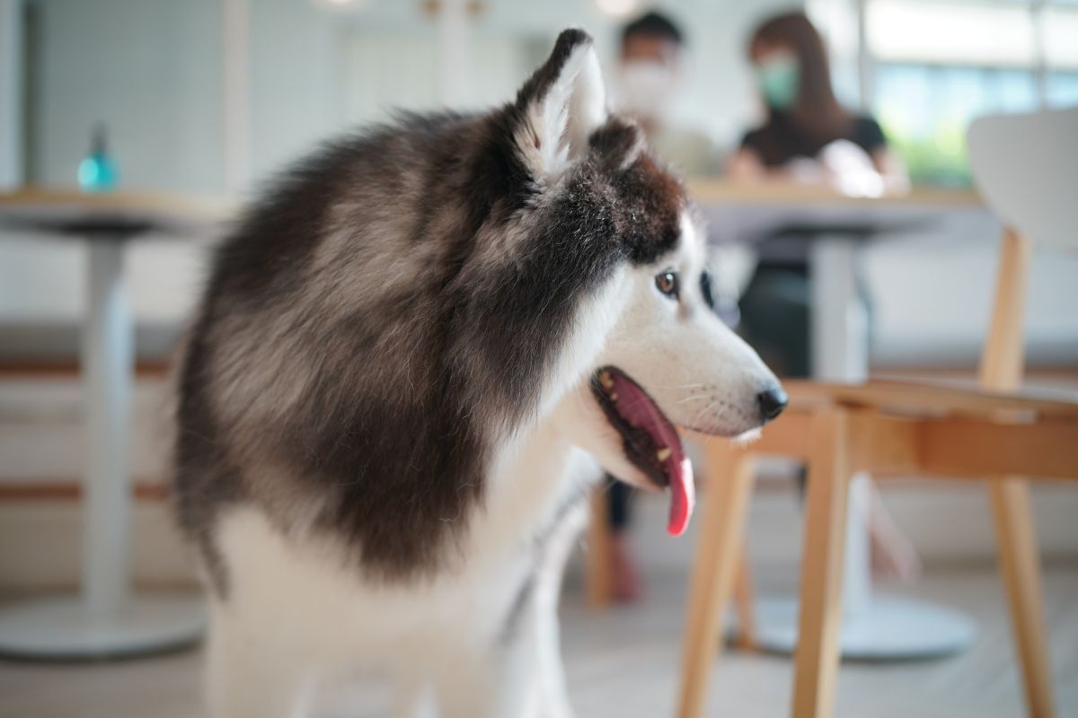 Gentle Nibbling or Something More? Understanding Your Dog’s Behavior