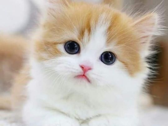 The Reasons Behind Cat Chirping: What Pet Owners Should Know