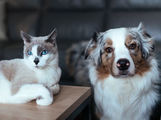 How Dogs & Cats Cope With Heatwaves and Cold Snaps