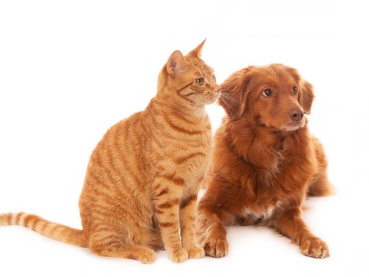 Raw Diets for Pets What Every Pet Owner Should Know Before Starting